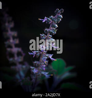 Tulsi (Basilikum), Blätter und Blumen, am Abend. Es ist sehr vorteilhaft bei Oshadhi werte ​​And ist in der hinduistischen religiösen Gemeinschaft nieder Stockfoto