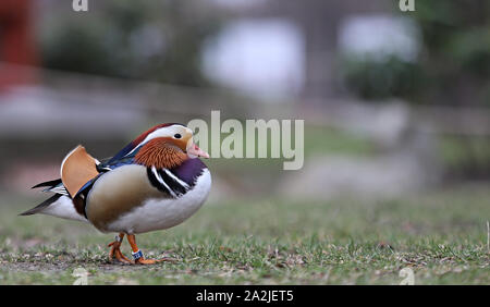 Mandarin Ente, einzigartige bunte Ente, Aix galericulata Stockfoto