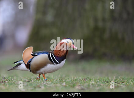 Mandarin Ente, einzigartige bunte Ente, Aix galericulata Stockfoto