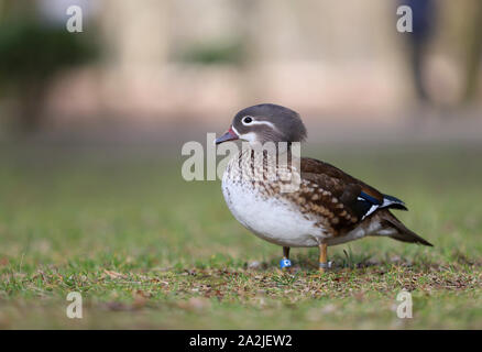 Mandarin Ente, einzigartige bunte Ente, Aix galericulata Stockfoto