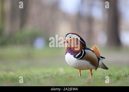 Mandarin Ente, einzigartige bunte Ente, Aix galericulata Stockfoto