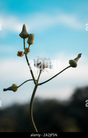 Schönen Sommer Bild, der Löwenzahn Blume, Nahaufnahme, gegen den blauen Himmel mit weißen Wolken. Stockfoto