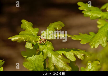 Eiche Blätter mit winzigen roten weibliche Blüten, selektiven Fokus mit dunklen bokeh Hintergrund - Quercus Stockfoto