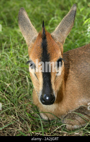 Gemeinsame Ducker aka Bush Ducker (Sylvicapra grimmia) Stockfoto