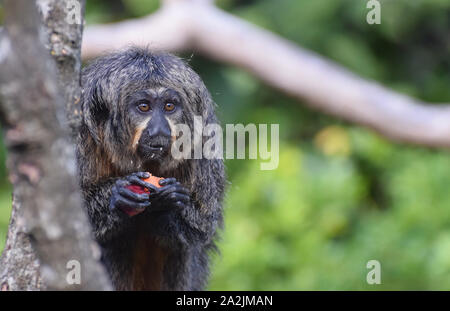 Weiß konfrontiert Saki Monkey Weiblich Stockfoto