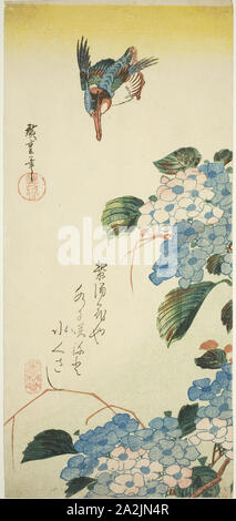 Kingfisher und Hortensien, 1830s, Utagawa Hiroshige 歌川 広重, Japanisch, 1797-1858, Japan, Farbe holzschnitt, otanzaku, 38 x 17,3 cm (14 7/8 x 5 7/8 in Stockfoto