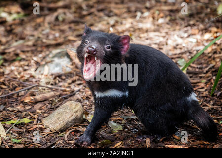 Nahaufnahme eines knurrenden Tasmanischen Teufel Stockfoto