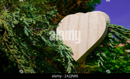 Holzkiste, in der Form eines Herzens auf dem Zweig immergrüner Baum Stockfoto