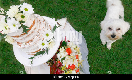 Zweistufige Geburtstagskuchen für Geburtstag Malteser Hund Stockfoto