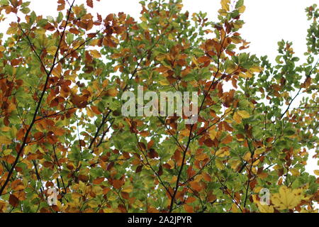 Im Herbst kommt bald Stockfoto