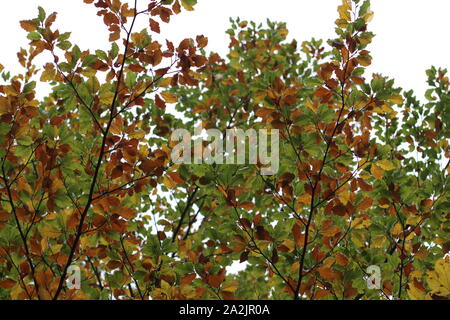 Im Herbst kommt bald Stockfoto