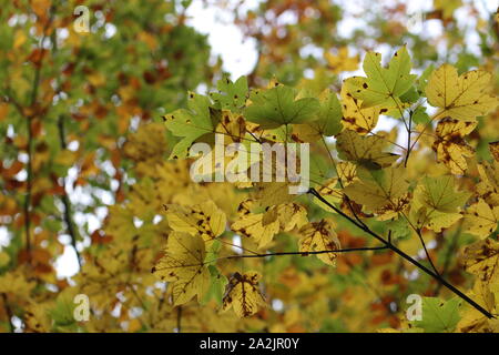 Im Herbst kommt bald Stockfoto