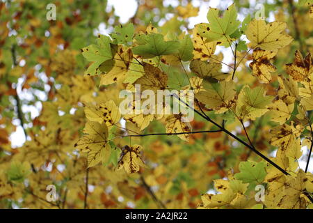 Im Herbst kommt bald Stockfoto
