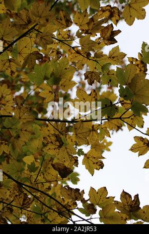 Im Herbst kommt bald Stockfoto