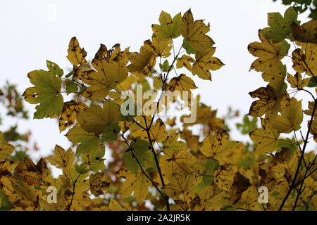 Im Herbst kommt bald Stockfoto