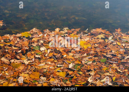 Herbst orange Blätter in Wasser. Gefallen helle Blätter auf der Wasseroberfläche. Ansicht von oben. Stockfoto