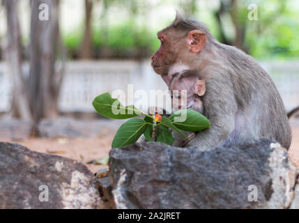 Affenbaby Früchte aus der Branche beim Sitzen im Arm der Mutter, sitzen hinter einer Mauer aus Stein, die in einem Tempel in Indien - Tiruvannamalai 2019 Stockfoto