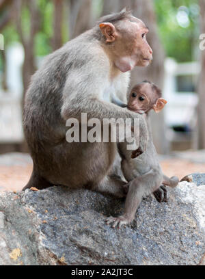 Affenbaby Stillen auf weiblichen Affen auf einer Wand in einem Tempel in Indien sitzen - Tiruvannamalai Stockfoto