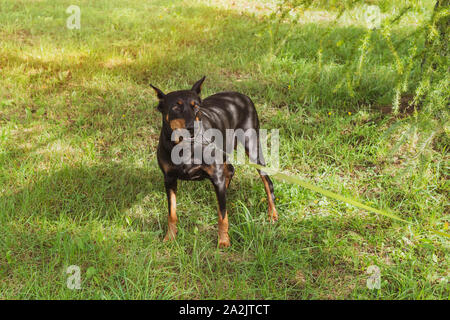 Dobermann im Sommer Park auf einem Zettel führen. Stockfoto