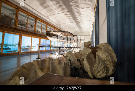 Coimbra, Portugal - Sept. 6 2019: Science Museum der Universität von Coimbra. Natural History. Wal Skelett Stockfoto