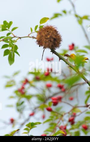 Rote Hagebutten auf einem wilden Heckenrose (Rosa Canina) mit nadelkissen Gall eine Robin's (auch als Rose bedeguar Gall) verursacht durch die Wespe Diplolepis rosae Stockfoto