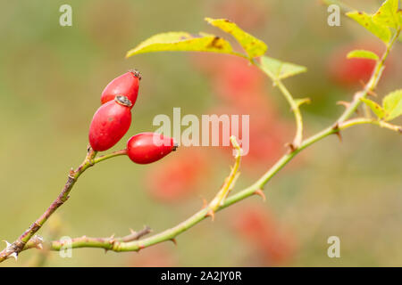 Rote Hagebutten auf einem wilden Heckenrose (Rosa Canina) Stockfoto