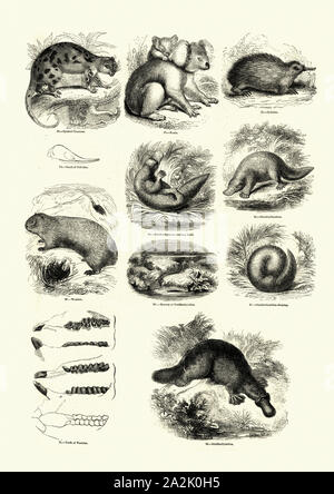 Vintage Gravur der Naturgeschichte, Platypus, Wombat, Echidna, Koala, Kuskus Stockfoto