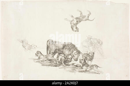 Stier durch Hunde, 1824-25, Francisco José de Goya y Lucientes, Spanisch, 1746-1828, Spanien, Lithographie auf Elfenbein webte Papier angegriffen, 198 x 315 mm Stockfoto