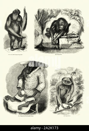 Vintage Gravur der Natur, Primaten, Orang-Utans und Agile Gibbon. Bildliche Museum der belebten Natur Stockfoto