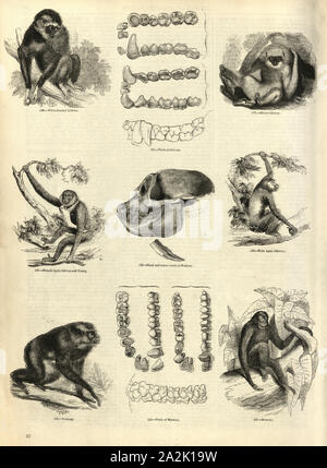 Silbrig Gibbon, Lar Gibbon, Agile Gibbon, Siamang, Schädel canine Zahn eines Affen, 19. Jahrhundert Gravur Stockfoto