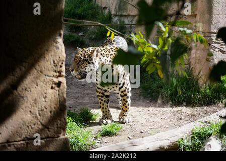 Ein Leopard wandern an einem sonnigen Tag Stockfoto