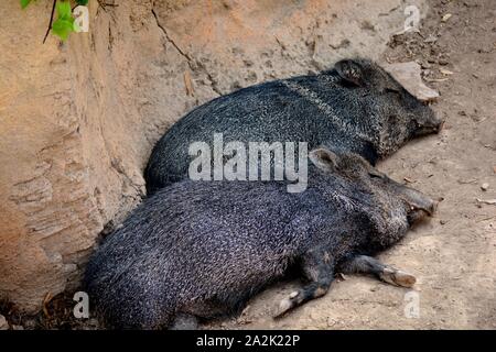 Zwei junge Wildschweine auf dem Boden Stockfoto