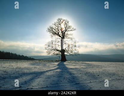 Naturdenkmal 'Russeneiche' bei Rehbach (Teil Michelstadt) im Odenwald, (Traubeneiche, Quercus petraea), Hessen, Deutschland Stockfoto