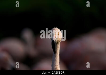 Portrait eines Flamingo, der mich direkt ansieht Stockfoto