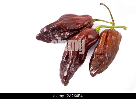 Chocolate Bhut Jolokia hot pepper Art Stockfoto