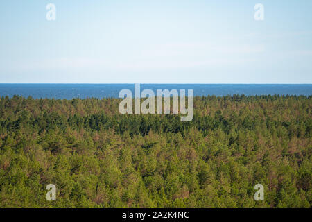 Dichten Wald am Meer. Wilden Strand mit vielen Bäumen durch den Ozean. Ausflüge in die Natur an einem sonnigen Tag, klarer Himmel, Platz für Text kopieren Stockfoto