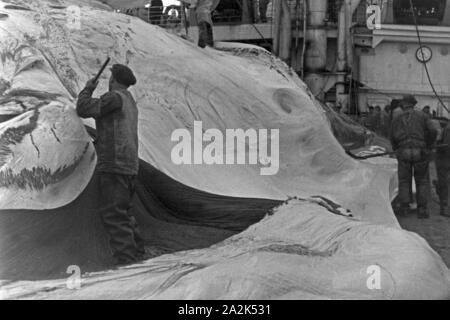 Die Männer des Fabrikschiffs "Jan Wellem" der deutschen Walfangflotte arbeiten sich durch die fettschichten eines Wals, 1930er Jahre. Die Besatzung eines Fabrikschiffs der Deutschen whalung fletis arbeiten, auf der mehrere fat Schichten einer Jagd auf Wale, 1930er Jahre. Stockfoto