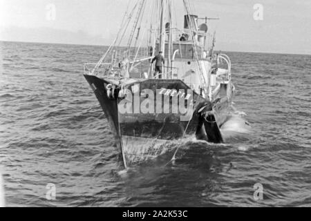 Das Fangboot' Treff III "vom Mutterschiff "Jan Wellem" der deutschen Walfangflotte in der Arktis, 1930er Jahre. Walfang Boot "Treff III" der Mutter Schiff "Jan Wellem" des Deutschen Walfangflotte im Arktischen Meer, 1930er Jahre. Stockfoto