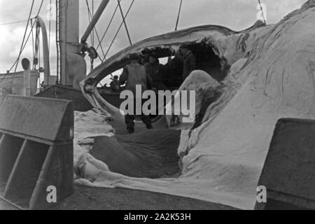 Die Männer des Fabrikschiffs "Jan Wellem" der deutschen Walfangflotte arbeiten sich durch die fettschichten eines Wals, 1930er Jahre. Die Besatzung eines Fabrikschiffs der Deutschen whalung fletis arbeiten, auf der mehrere fat Schichten einer Jagd auf Wale, 1930er Jahre. Stockfoto