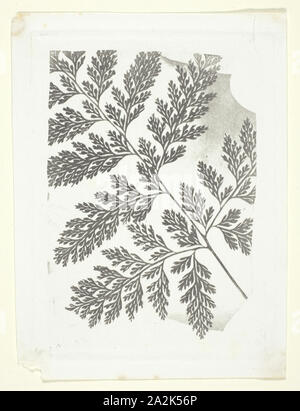 Filiale einer Farn, C. 1853/58, William Henry Fox Talbot, Englisch, 1800 - 1877, England, Photoglyphic Gravur ohne Gaze oder Harz am Bildschirm, 8 × 11 cm (Bild), 10,5 × 14,2 cm (Papier Stockfoto