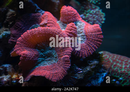 Unterwasser Schuß von Rosa mushroom Coral (Fungiidae) Kolonie auf dem Riff im Aquarium Tank. Bunte Korallen wachsen auf dem Meeresboden. Stockfoto
