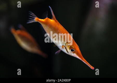 Rosa snipefish - Macroramphosus scolopax. Auch als Snipe Trompete Fisch bekannt, Schnepfen, Fisch, longspine bellowfish in tropischen und subtropischen Gewässern gefunden Stockfoto