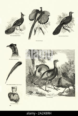 Malaiische Pfau-Fasan (Polyplectron malacense), Argus Fasan, Bornesischen Pfau-Fasan, wilde Türkei Stockfoto