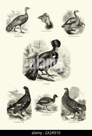 Vintage Gravur Natur, Vögel, Grouse und guineafowl. Bildliche Museum der belebten Natur, 19. Jahrhundert Stockfoto