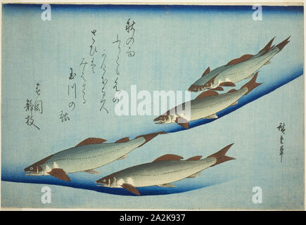 Bachforelle, C. 1832/44, Utagawa Hiroshige 歌川 広重, Japanisch, 1797-1858, Japan, Farbe holzschnitt, Oban, 25,6 x 37,2 cm Stockfoto