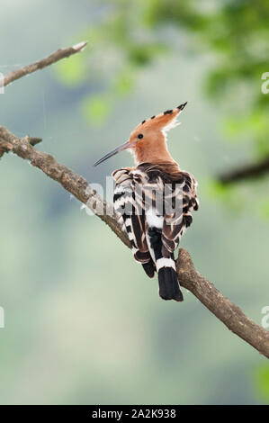 Ein Wiedehopf (Upupa epops) sitzen auf Zweig mit zerrupften Federn beim Putzen Stockfoto