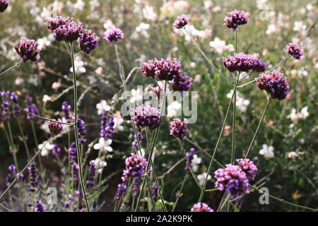 Lila Verbena bonariensis kleine Blumen in der Morgensonne Makro Hintergrund gaura lindheimeri und Lavendel Makro Nahaufnahme Patagonisches Eisenkraut Stockfoto