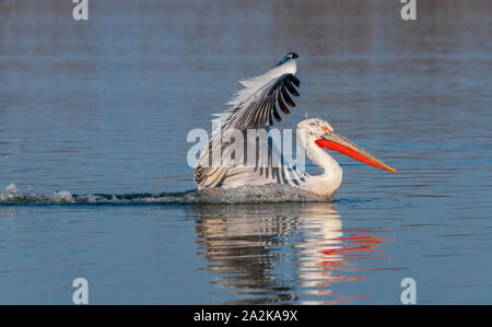 Krauskopfpelikan Landung auf dem Wasser Stockfoto