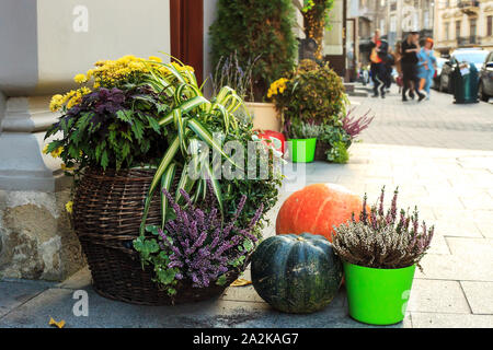 Herbst noch Leben mit Kürbissen, Chrysanthemen und Calluna vulgaris Blumen in Töpfe. Dekoration in der Nähe von Haus für Thanksgiving Day. Halloween conce Stockfoto