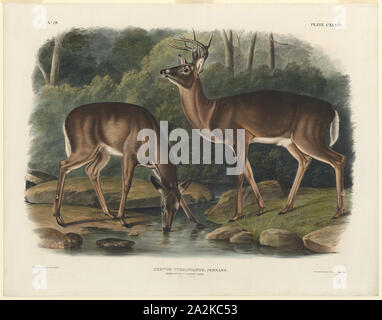 Cervus Virginianus, 1848, John Boyne, American, 1812-1862, Usa, handkolorierte Lithographie auf Webte Papier, 438 x 620 mm (Bild), 555 x 707 mm (Blatt Stockfoto